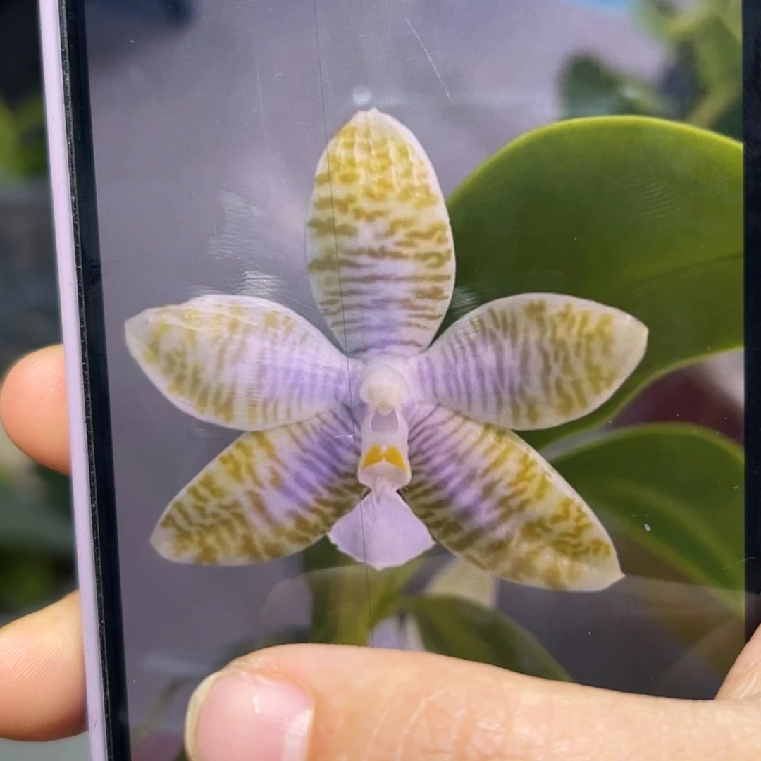 无花朵永利蓝路德分生