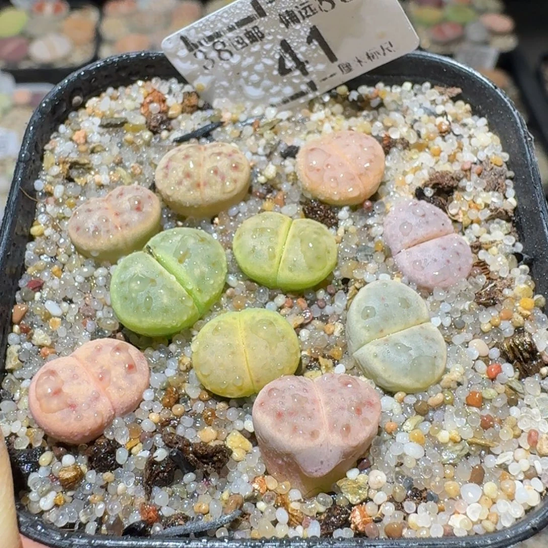 Sss清了便宜卖41惜春