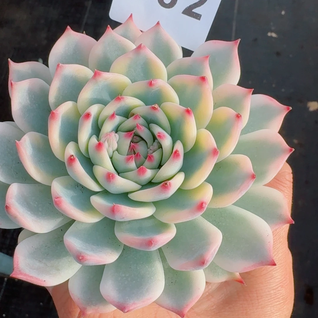 吉娃娃锦      愿你一路坦途，乘风破浪展宏图