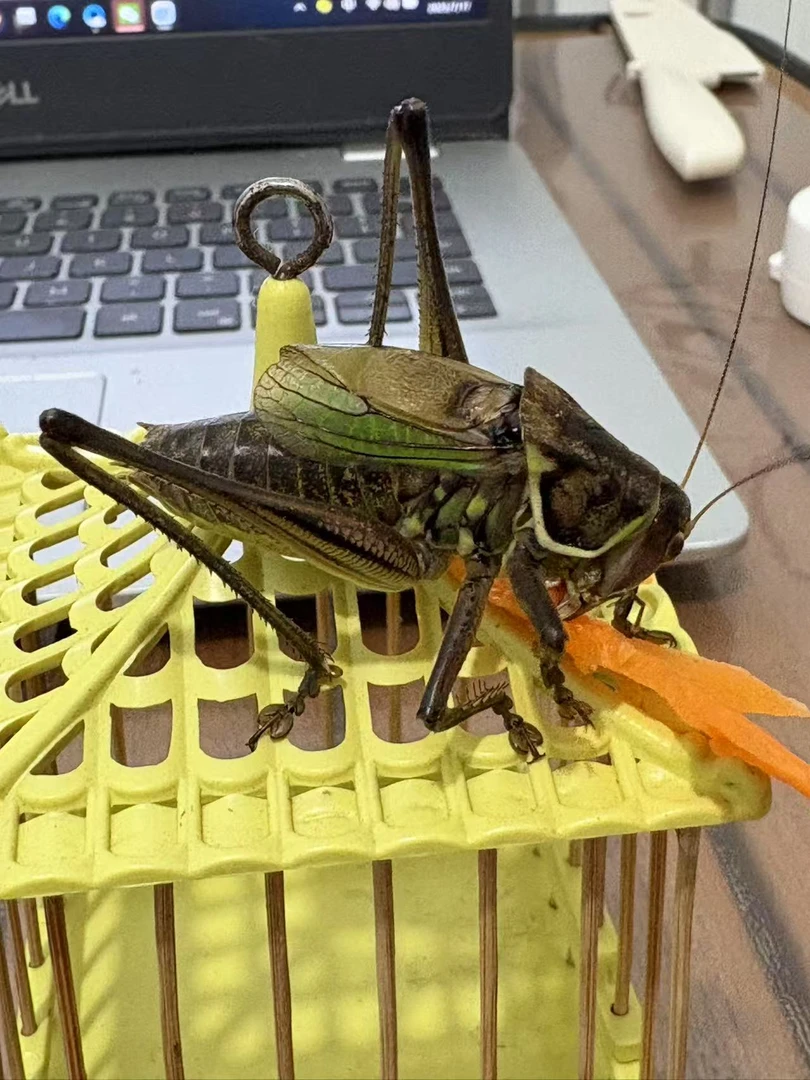 保定易县野铁皮蝈蝈精品  体型大 膀筋粗 包活包叫包残不包须