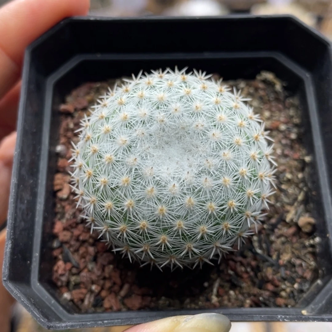 穴原希望丸         实生根