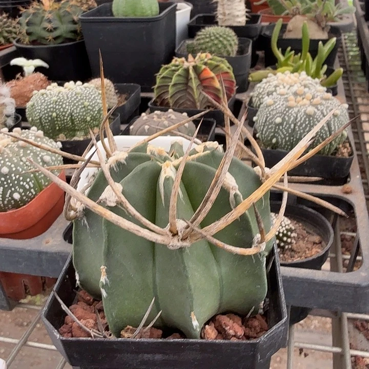 水牛角单头6仙人球