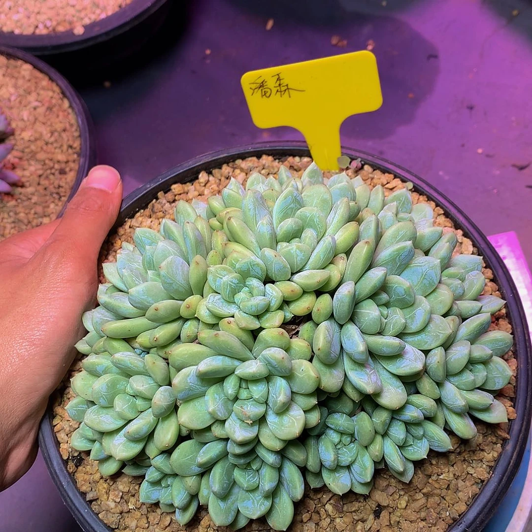 种**森哈哈哈哈哈哈哈哈