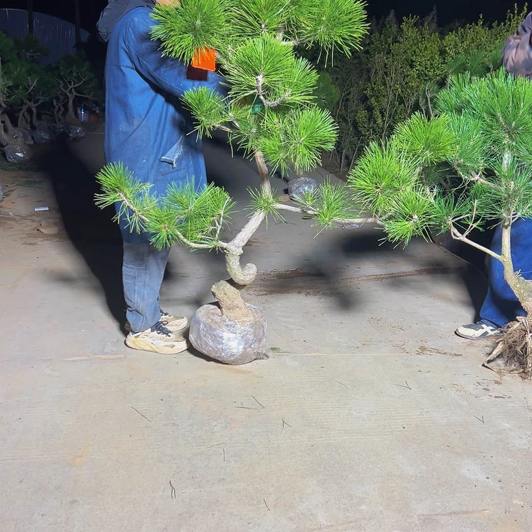 无花朵大*蒋888888888888