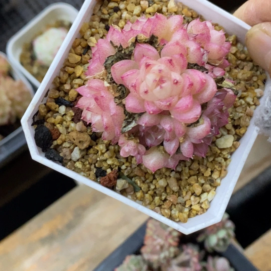 精品多肉一物一拍不包整106