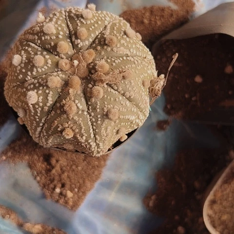 2011木心根仙人球的jiajie