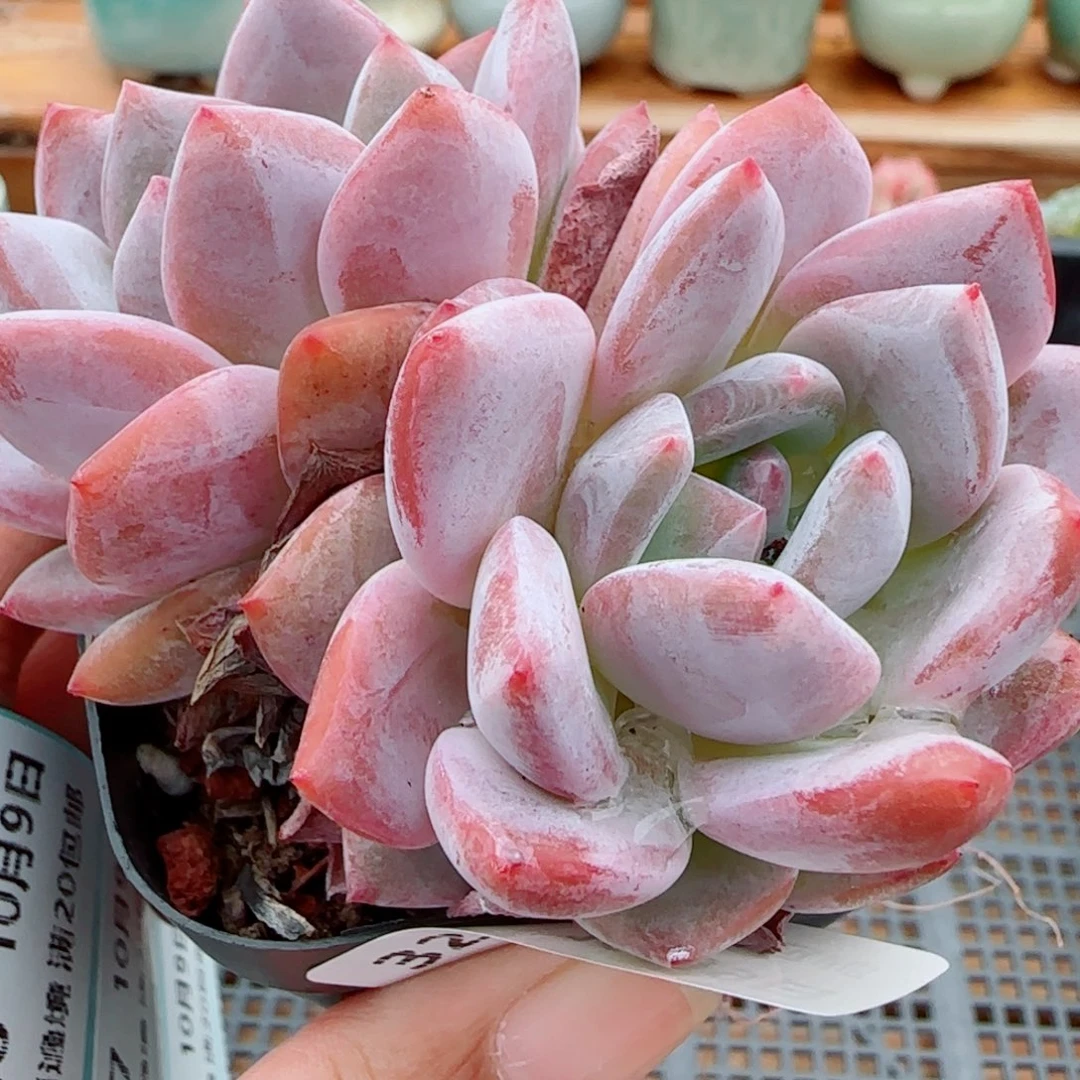 花语逸镜1009-321成梦露