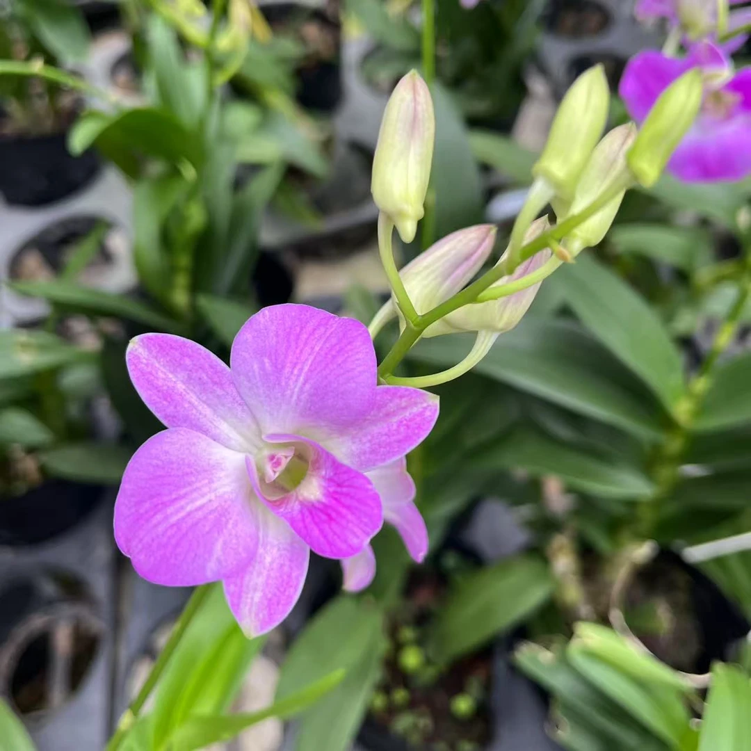 秋石斛粉珊瑚4支花带加仑盆种好室内好养易活带盆发货兰花盆栽