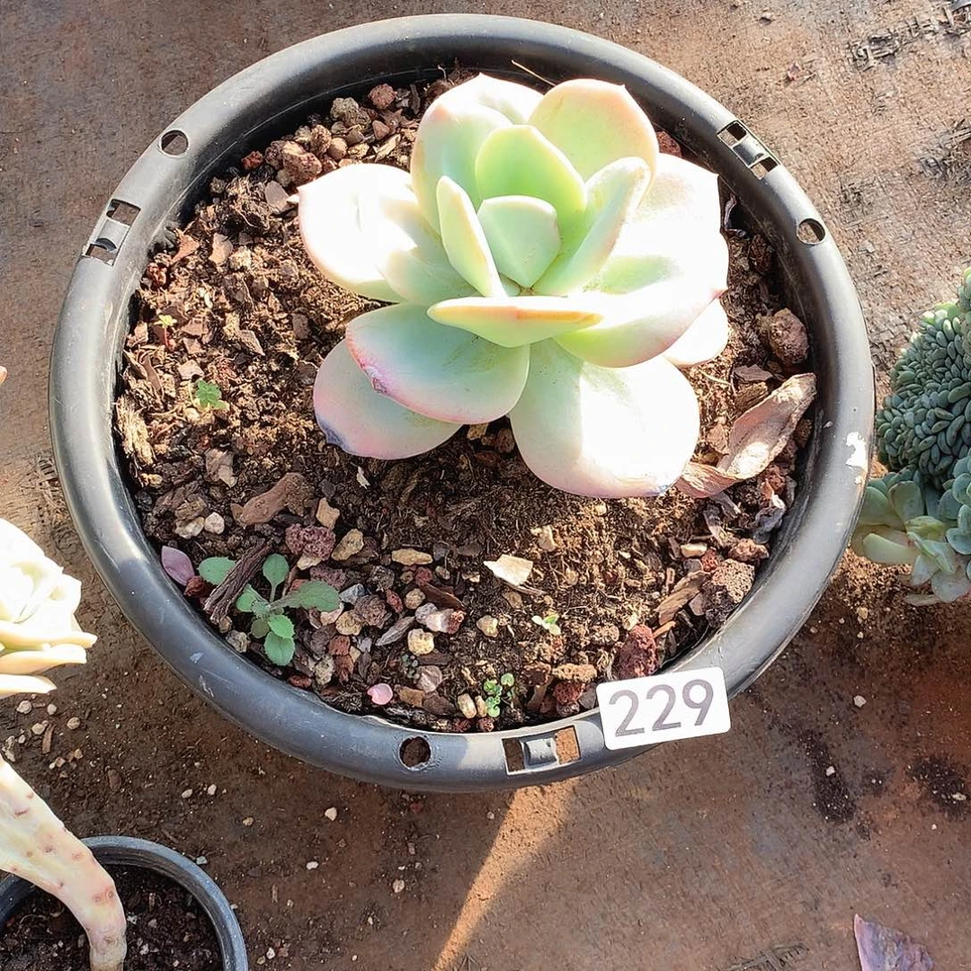 229 一物一拍多肉