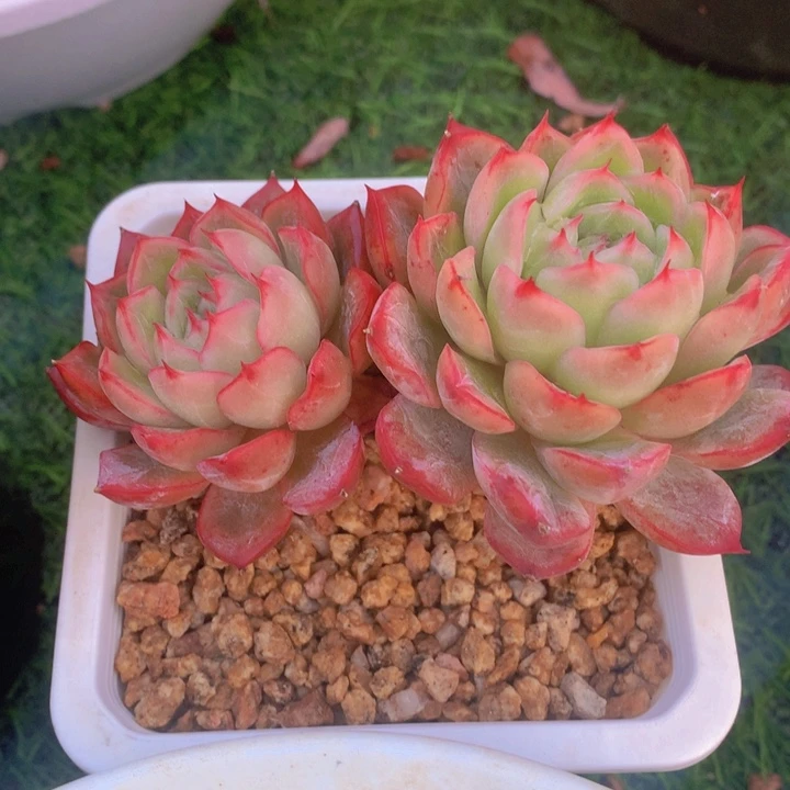 多肉乐园精品绿龙