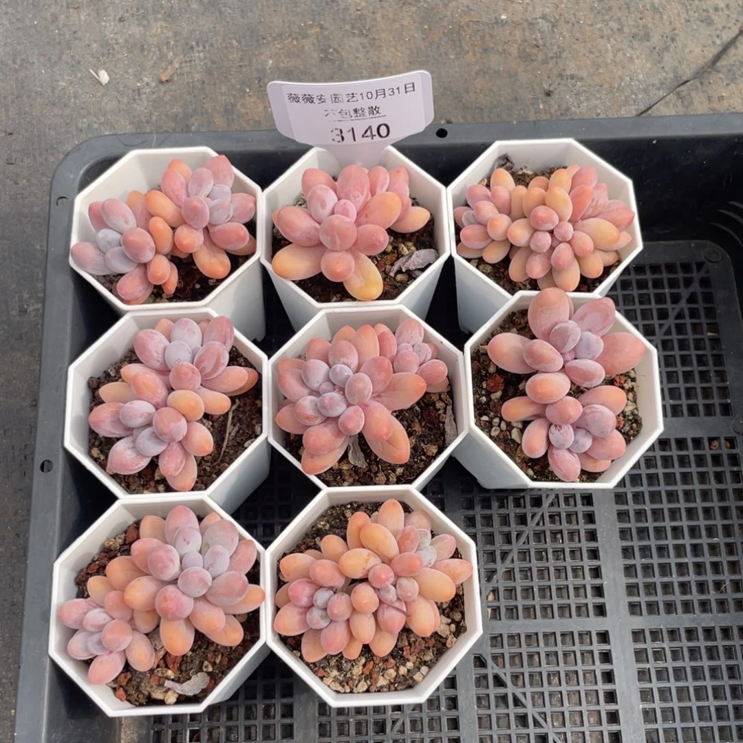 不包整散 盆子不售后3140