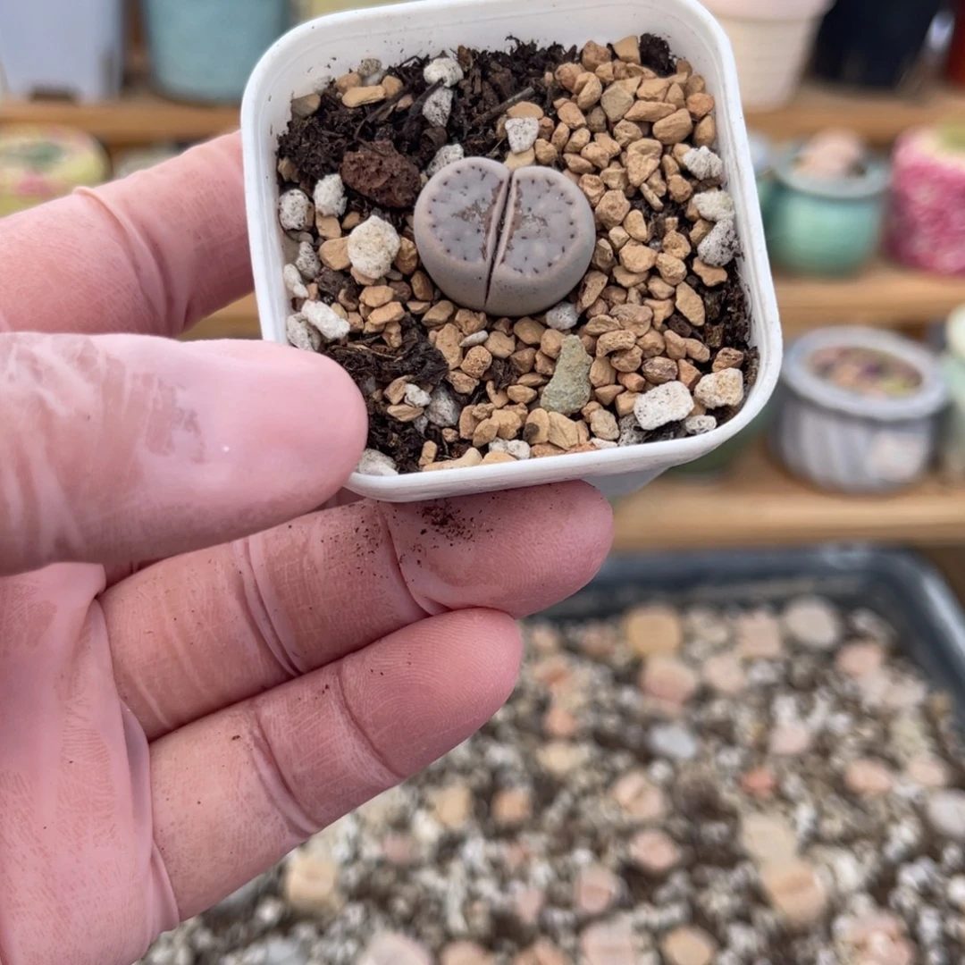 多肉植物一物一拍13
