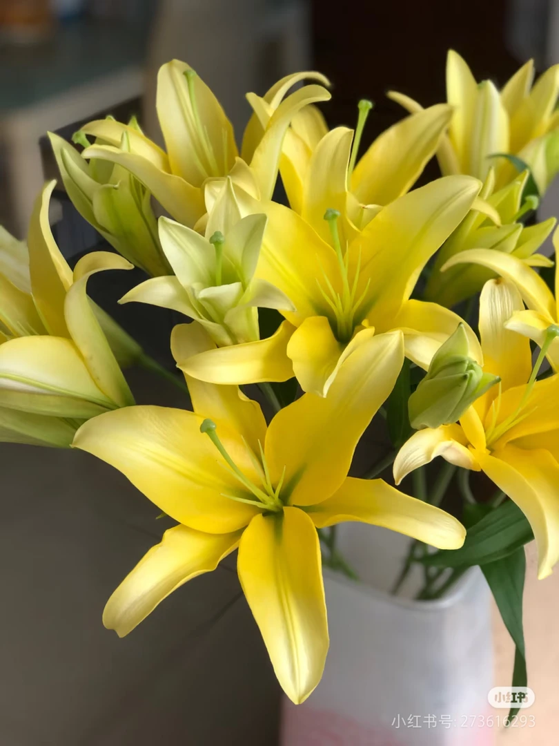 （大黄蜂）香水百合  东北鲜花原产地直采直发 黑吉辽蒙顺丰包邮