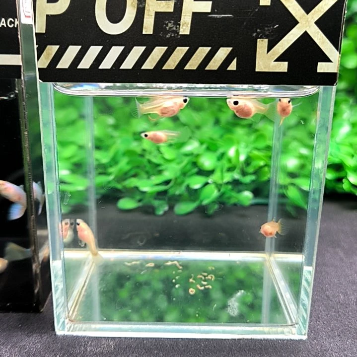 孔雀鱼黄金玻璃猫苗子8条含两条备损