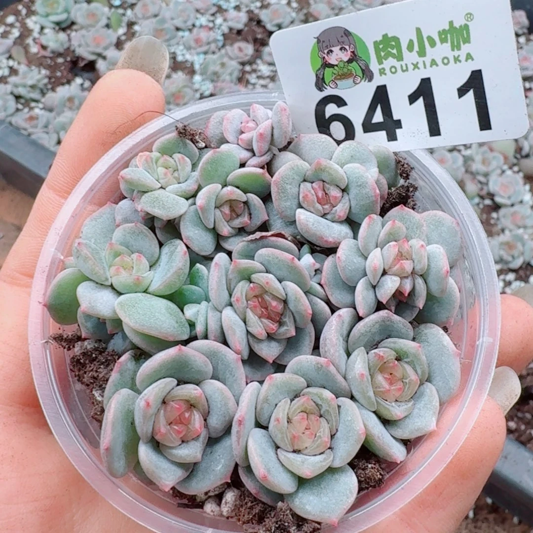 多肉植物多肉植物
