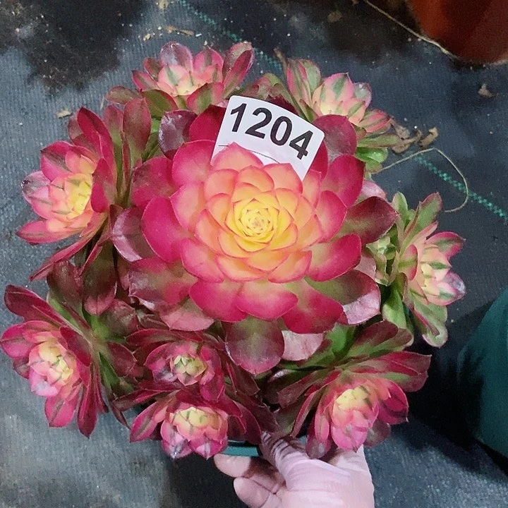 红陶1204荔枝4冠服20以上