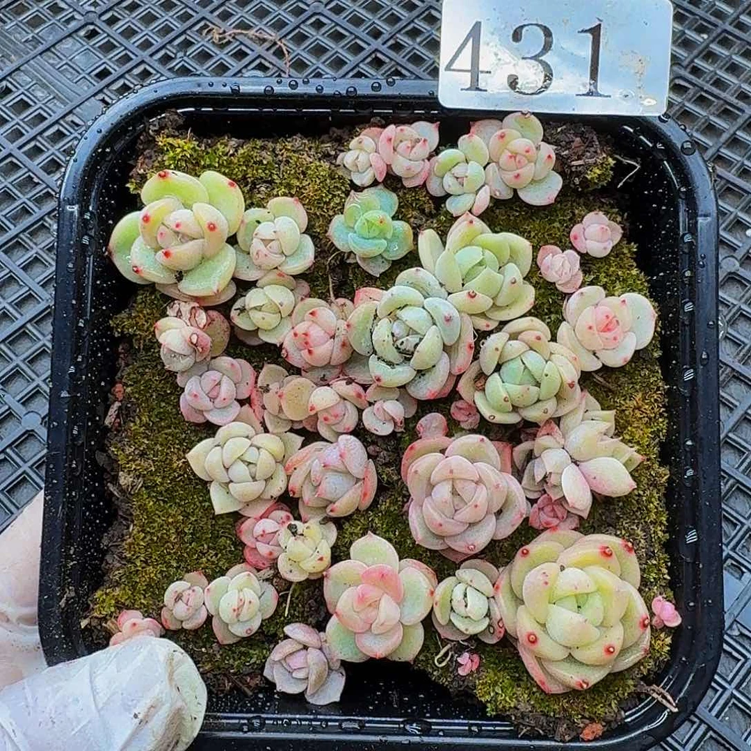 多肉植物多肉植物431