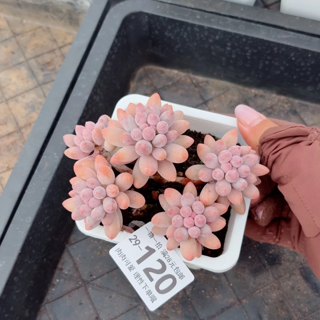 婴儿手指无盆土发货无盆