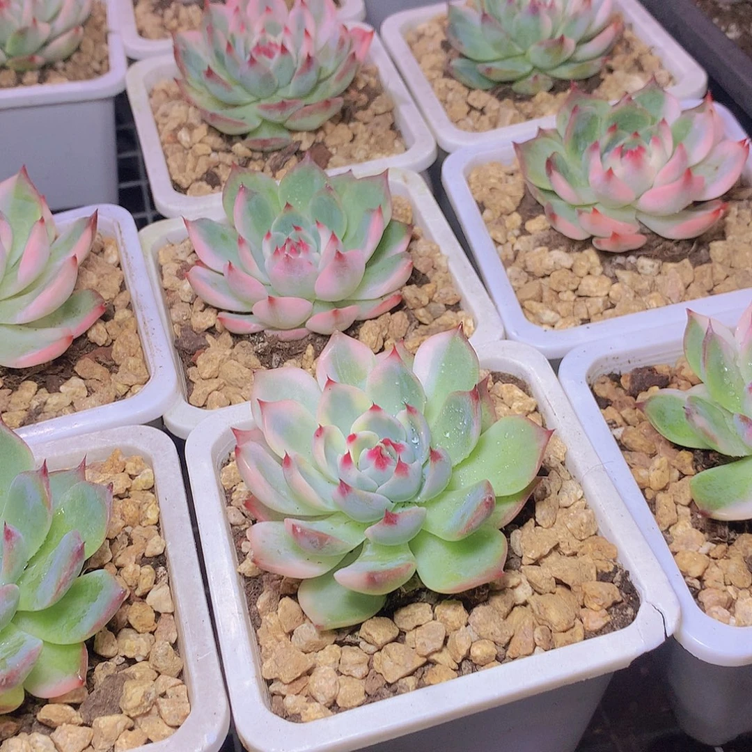 吉娃娃锦245667788990000