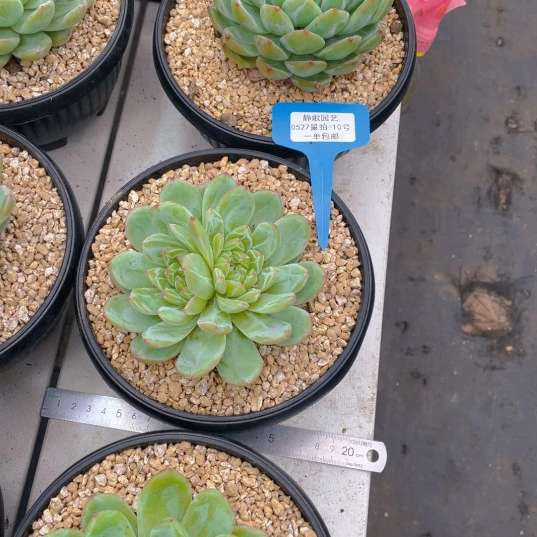 0527-10-大单头雪花珍妮特价福利一颗