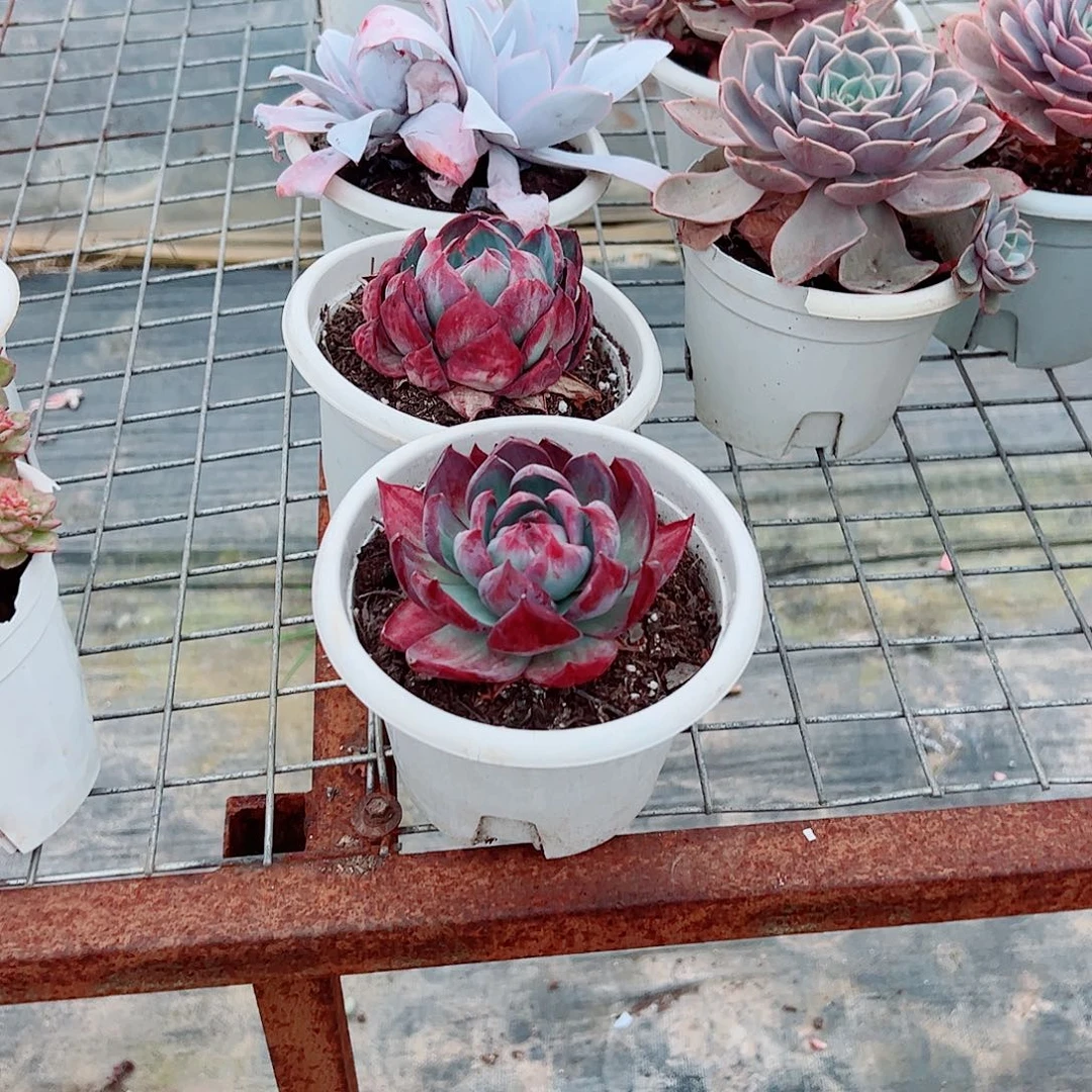 惊鸿仙子大单头精品特价