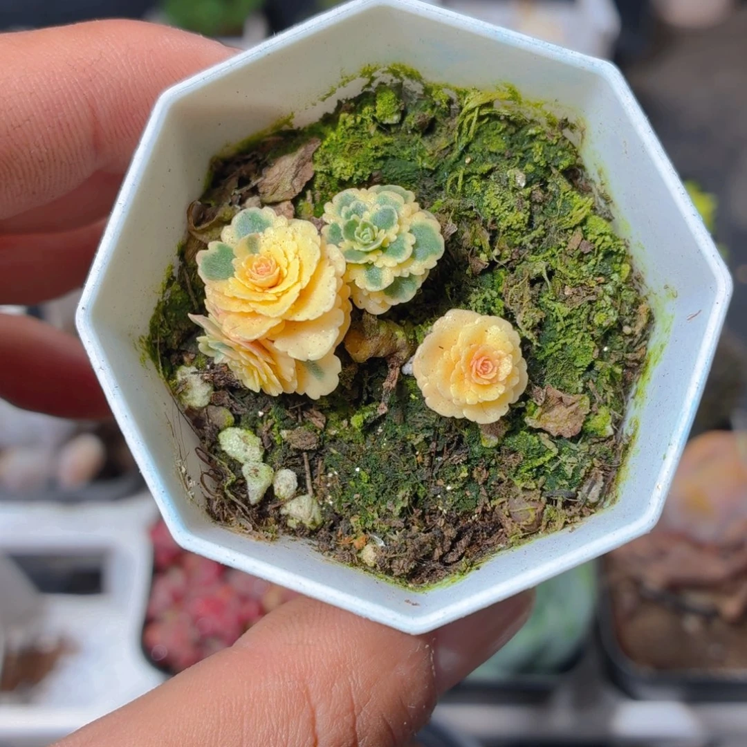 小盆亚特兰蒂斯锦多肉9.9包邮发货