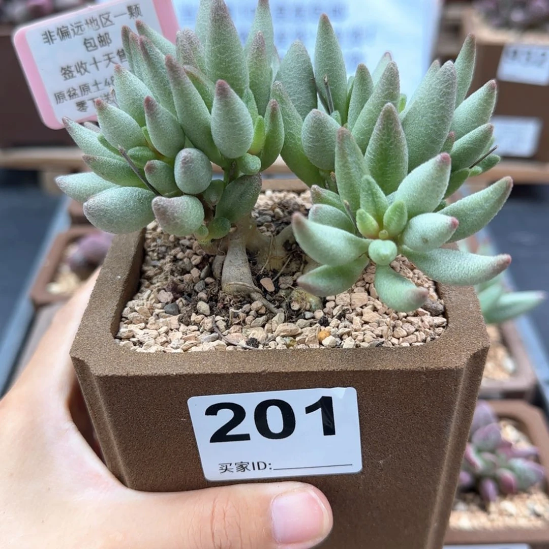 深*201大红嘴多肉植物