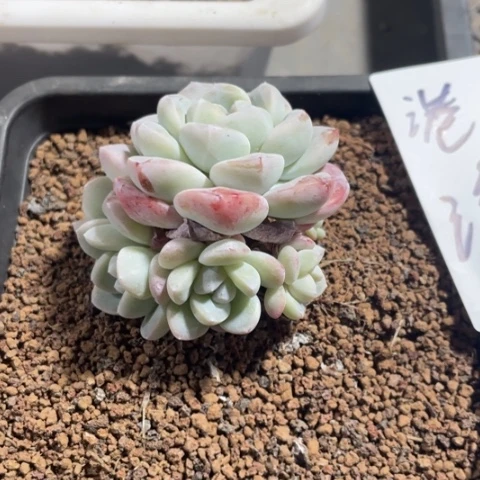 港湾专拍冰玉群生多肉