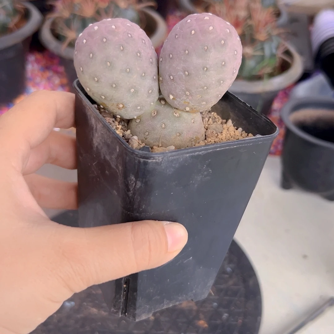 仙人球11111111111111