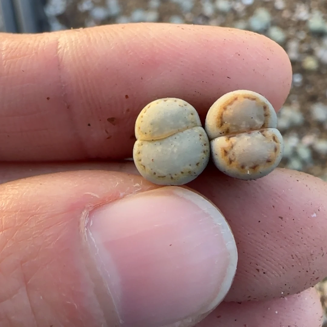 空***心空心福利专拍30包邮