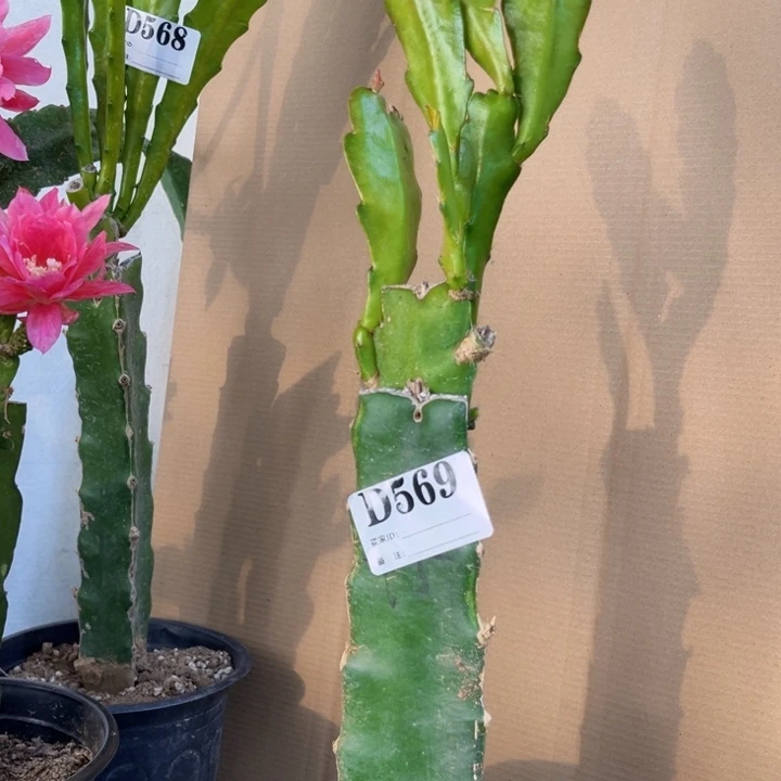 当前无花栽培后可以开花569