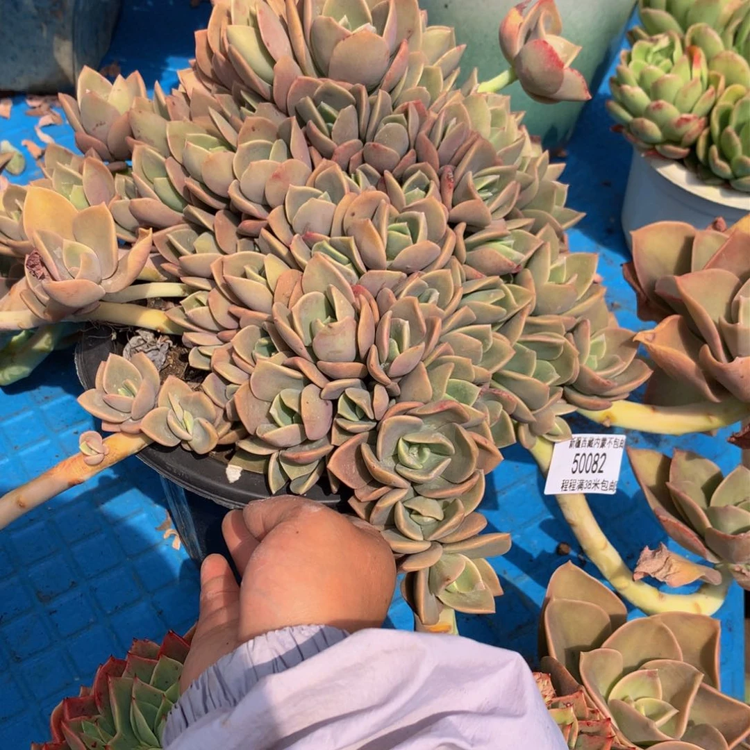 老*鹤氏50082多肉
