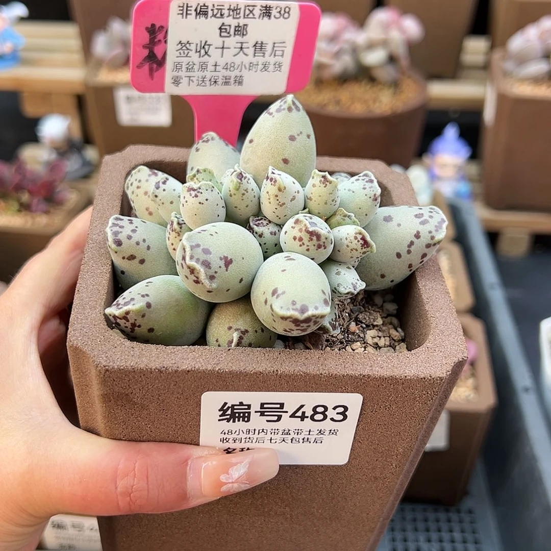 ?***?483白肌海豹多肉植物