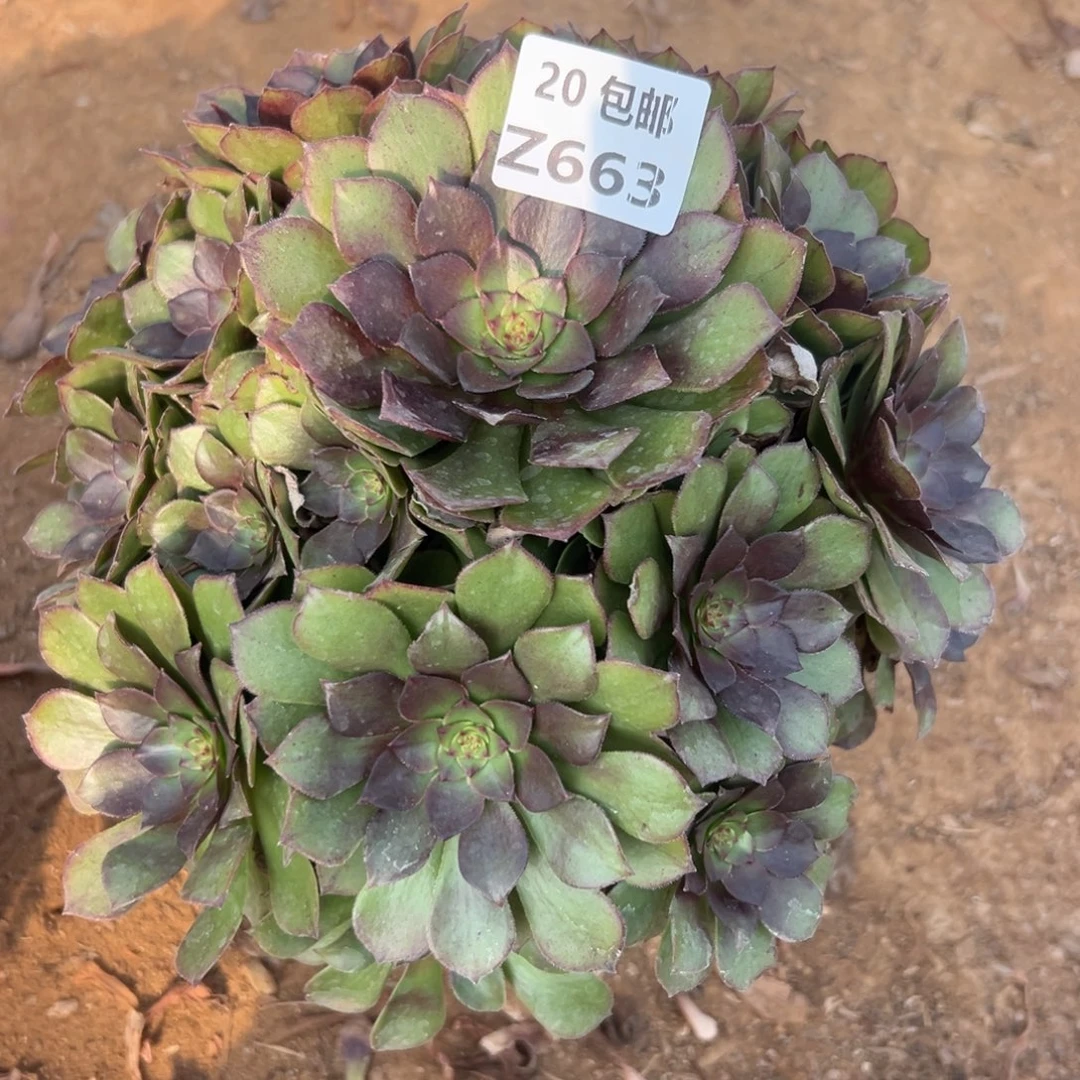 662红魔，满20包邮嘟叮熊