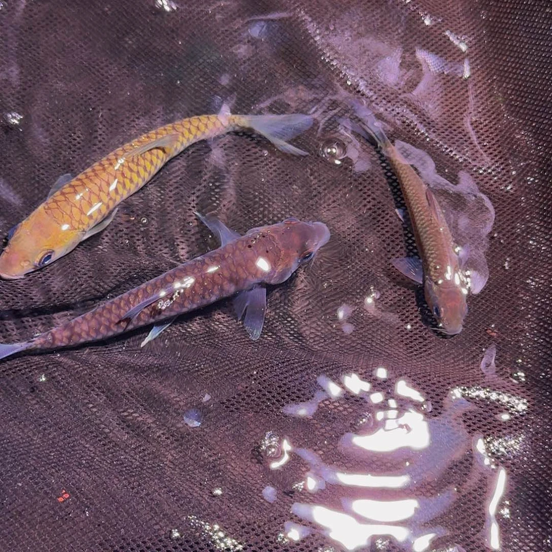 吉罗鱼异口金嘴异口