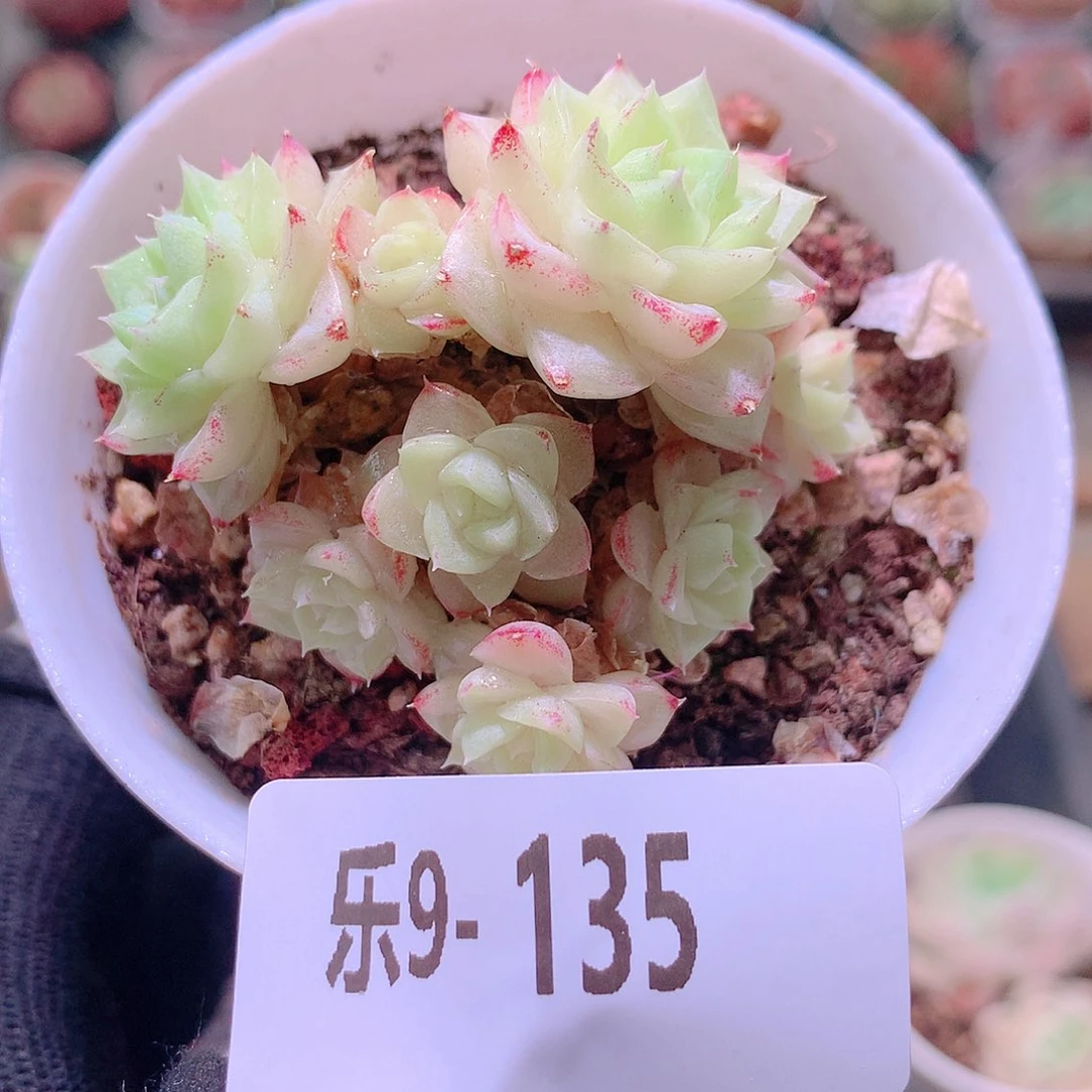 乐然9-135 白天鹅群