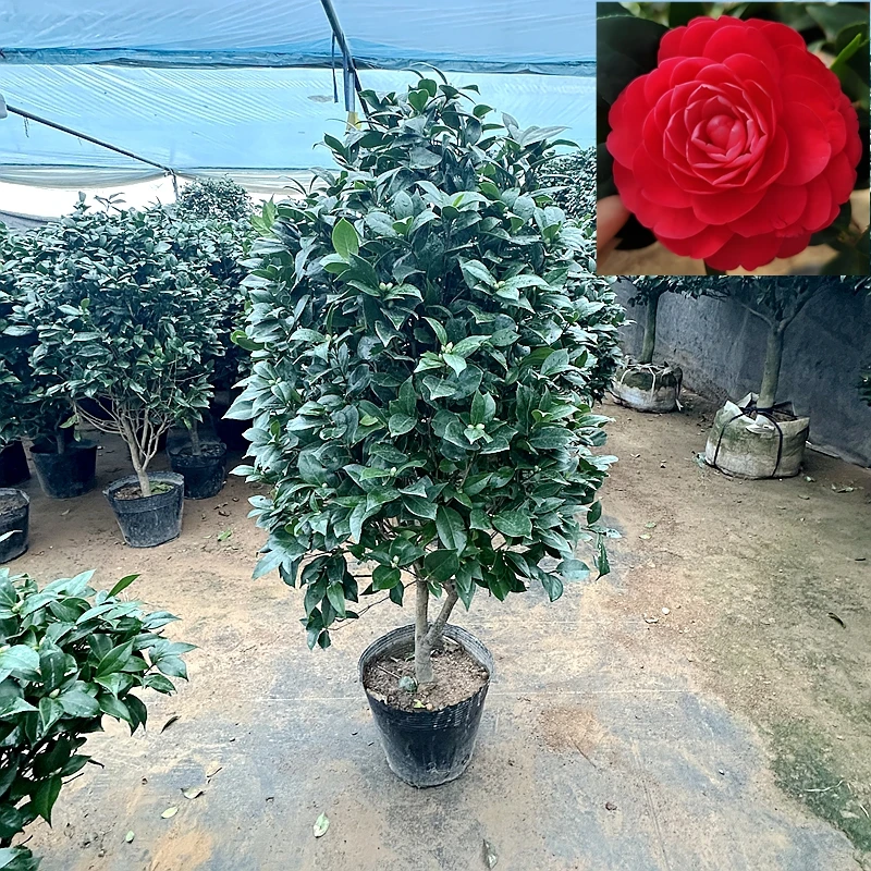 高1.4米 大型红赤丹茶花盆栽树苗 秋冬季节带花苞 耐寒红色山茶花