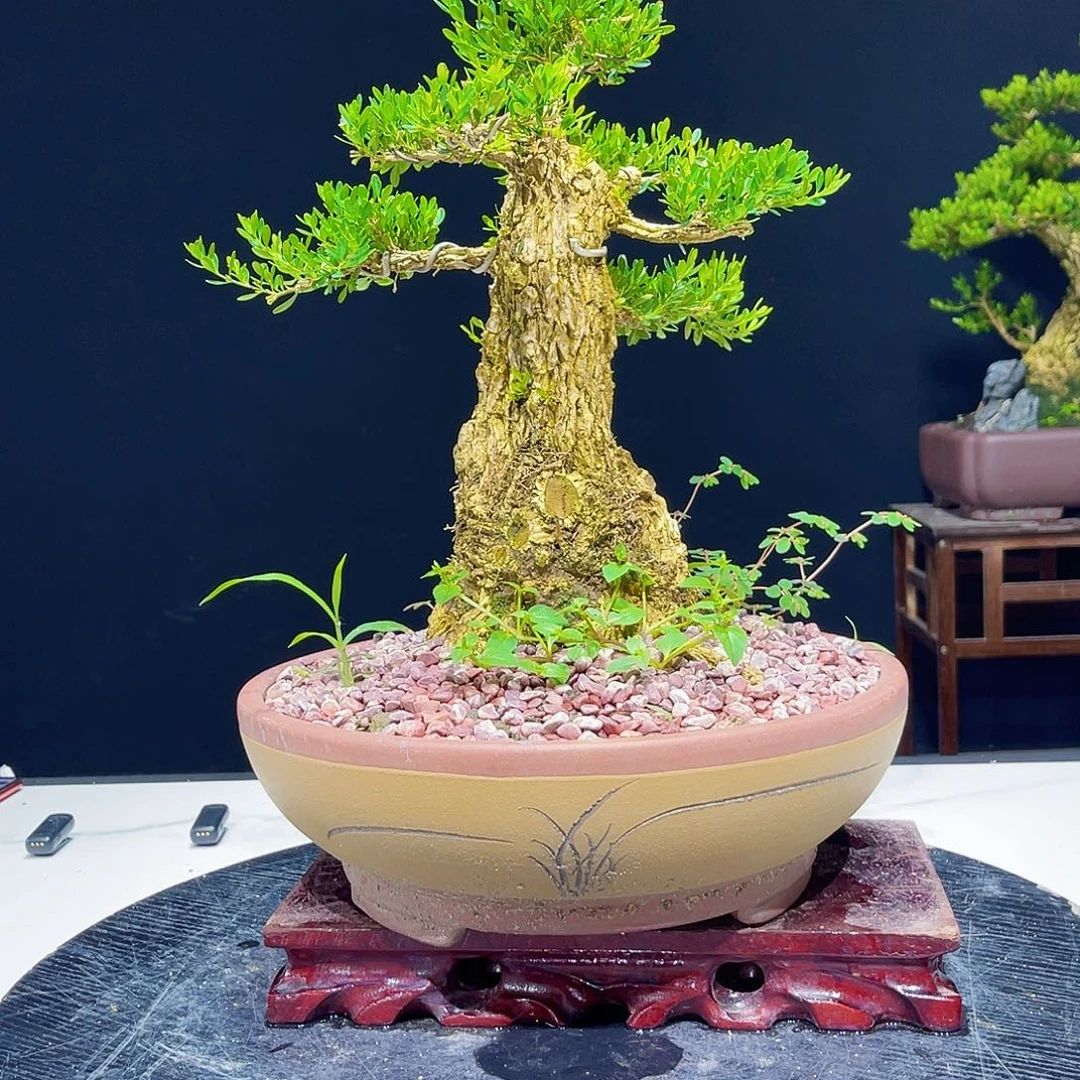当前无花栽培后可以开花