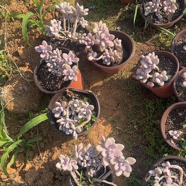 沐**里多肉植物实物3