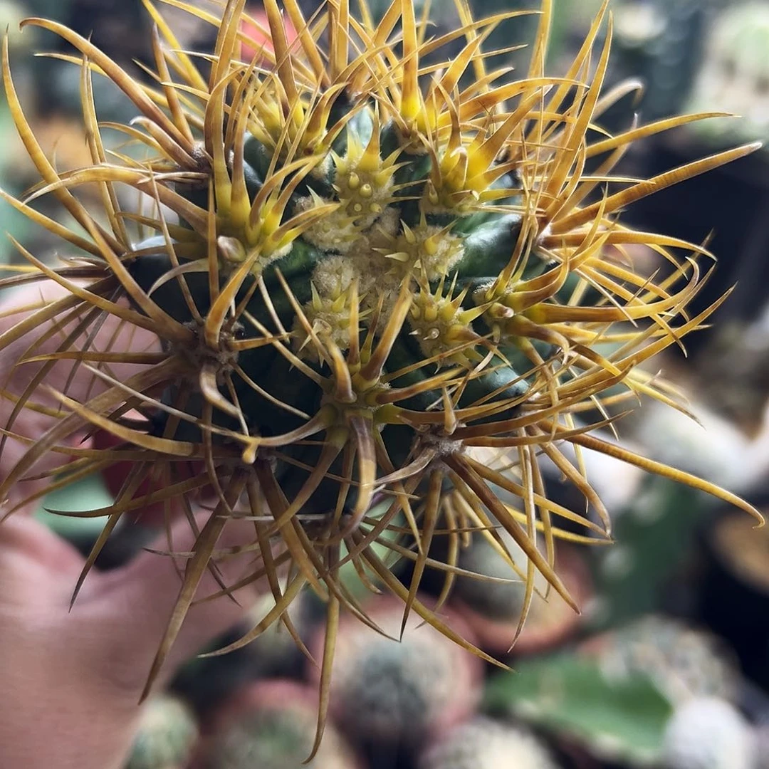 金冠龙仙人球11111111111