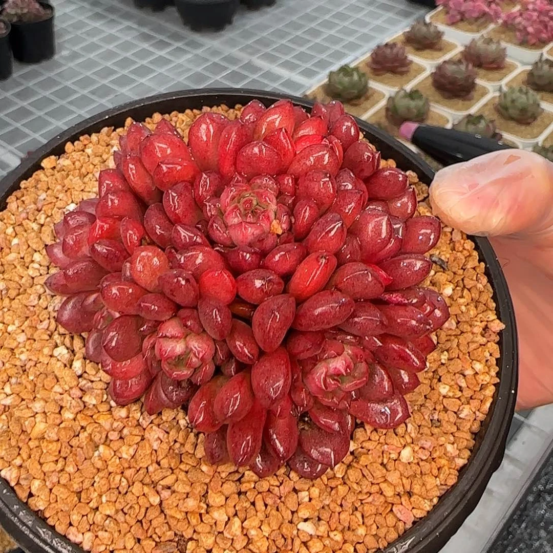 从前慢花园精选红宝石