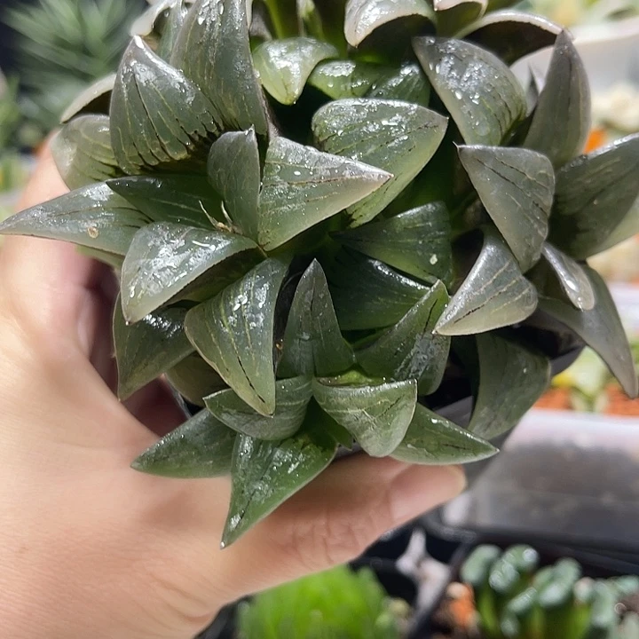 十二卷多肉植物红纹寿