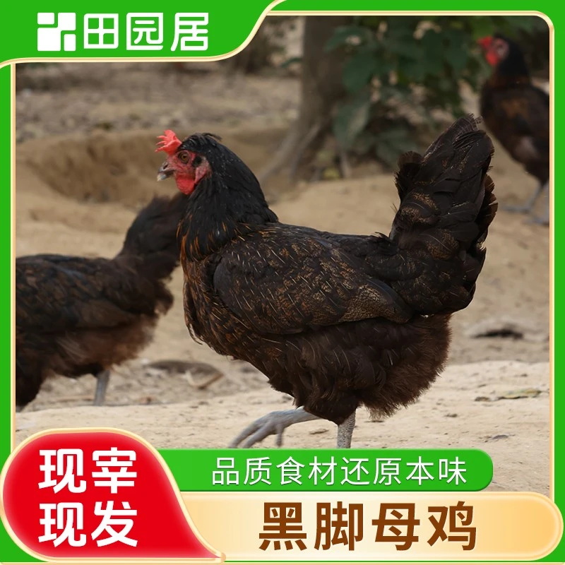【田园居】黑脚母鸡 两只装 2-2.5斤 2.5-3斤 顺丰包邮