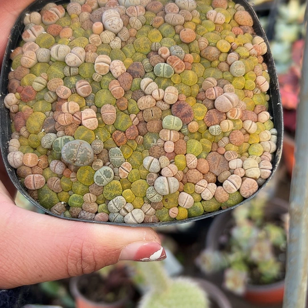 多肉植物带盆发货生石花