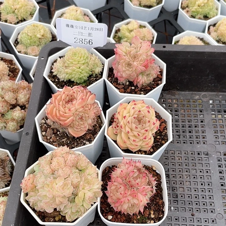 薇薇安园艺多肉2856