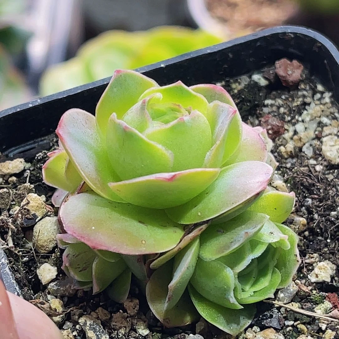 5头 颜如玉 非偏远包邮 多肉