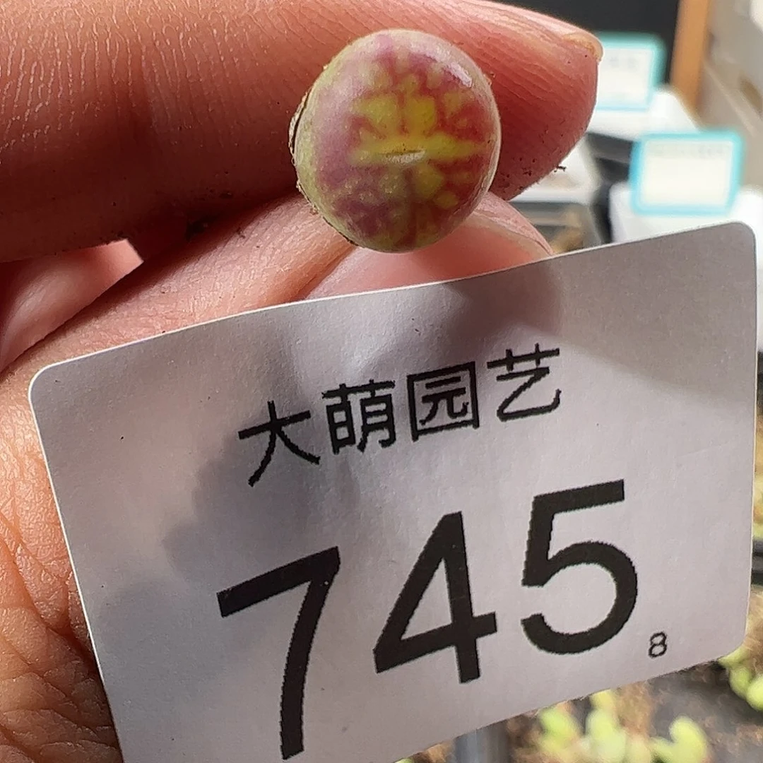 0000745 一物一拍……