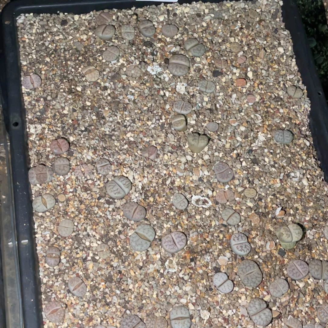 联***）5260补差价专拍不售后