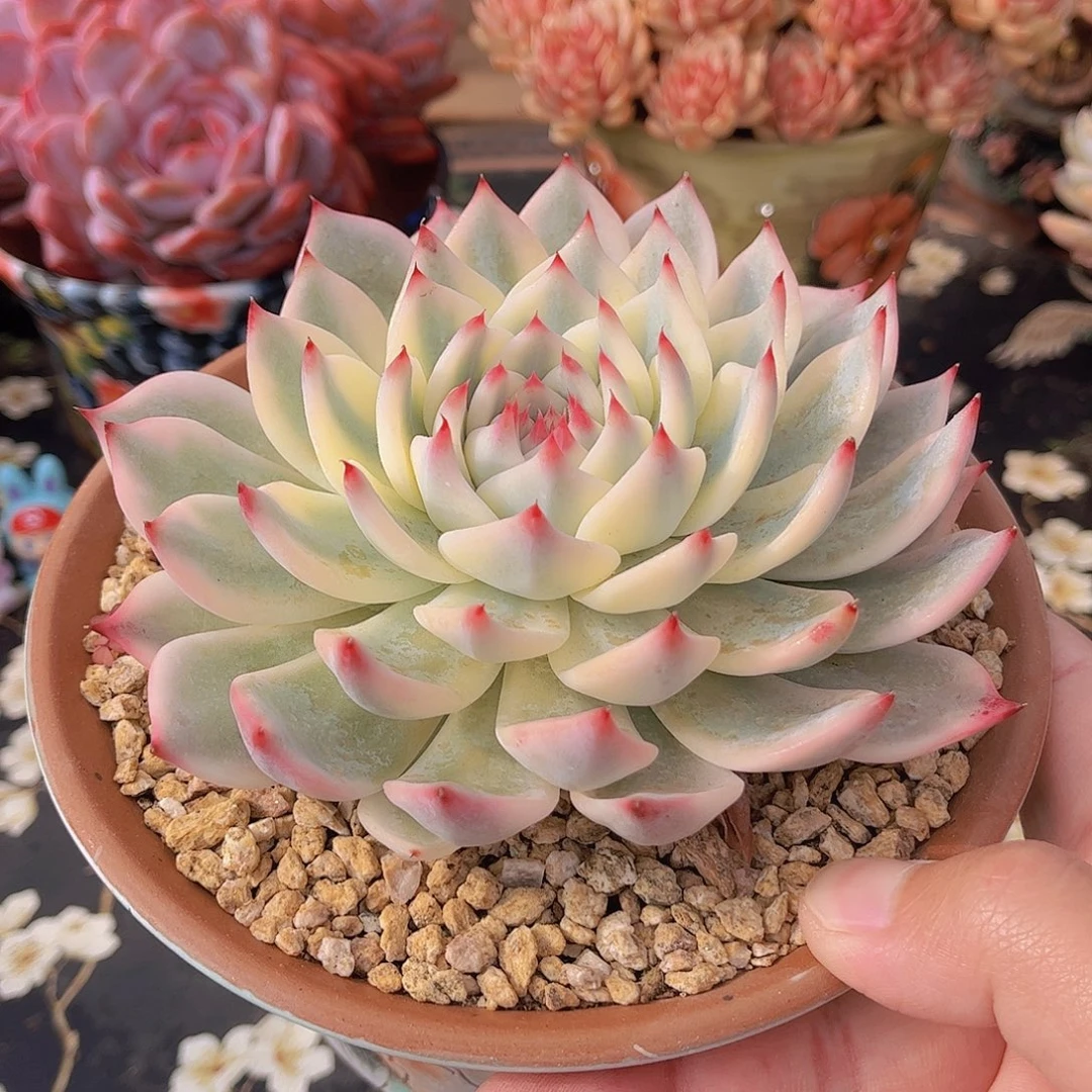 韩版吉娃娃锦多肉