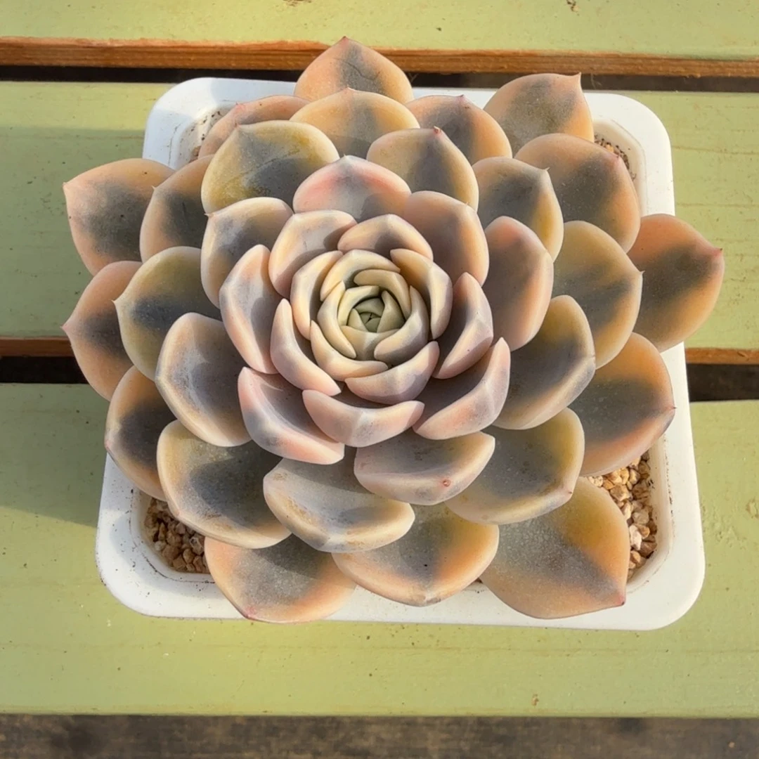 汉堡锦锦上园艺一物一拍